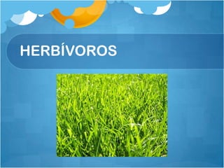 HERBÍVOROS
 