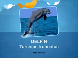 DELFÍN
Tursiops truncatus
      Sofía Asensio
 
