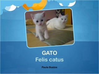 GATO
Felis catus
  Paula Bustos
 
