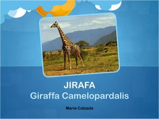 JIRAFA
Giraffa Camelopardalis
       María Calzada
 