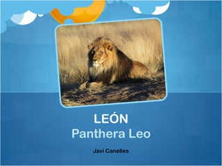 LEÓN
Panthera Leo
   Javi Canelles
 
