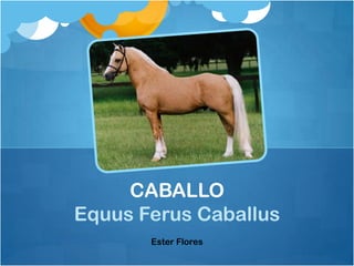 CABALLO
Equus Ferus Caballus
       Ester Flores
 