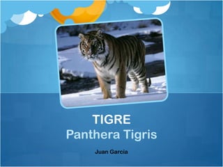 TIGRE
Panthera Tigris
    Juan García
 