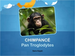 CHIMPANCÉ
Pan Troglodytes
     Sara Gayet
 