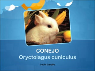 CONEJO
Oryctolagus cuniculus
       Lucia Lavalle
 