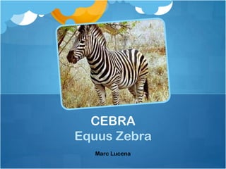 CEBRA
Equus Zebra
  Marc Lucena
 