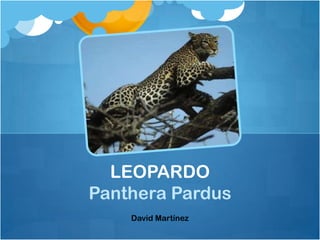 LEOPARDO
Panthera Pardus
    David Martínez
 
