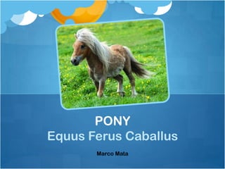 PONY
Equus Ferus Caballus
       Marco Mata
 