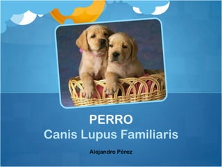 PERRO
Canis Lupus Familiaris
       Alejandro Pérez
 