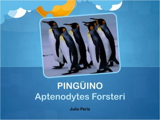 PINGÜINO
Aptenodytes Forsteri
       Julio Peris
 
