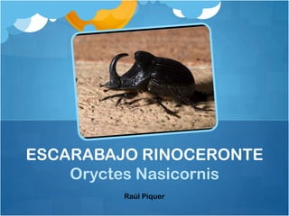 ESCARABAJO RINOCERONTE
    Oryctes Nasicornis
         Raúl Piquer
 