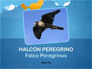 HALCÓN PEREGRINO
  Falco Peregrinus
       Pablo Pla
 