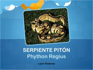 SERPIENTE PITÓN
 Phython Regius
    Leyre Ródenas
 
