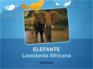 ELEFANTE
Loxodanta Africana
      Inés Romero
 