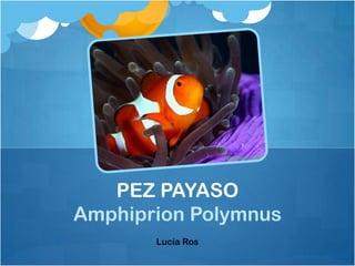 PEZ PAYASO
Amphiprion Polymnus
       Lucía Ros
 