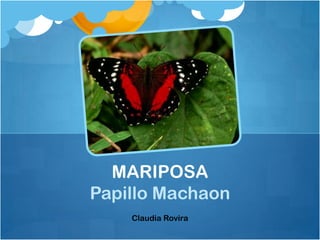 MARIPOSA
Papillo Machaon
    Claudia Rovira
 