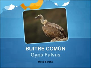 BUITRE COMÚN
 Gyps Fulvus
   David Sorolla
 
