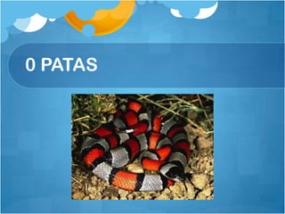 0 PATAS
 