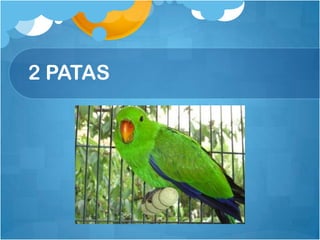 2 PATAS
 