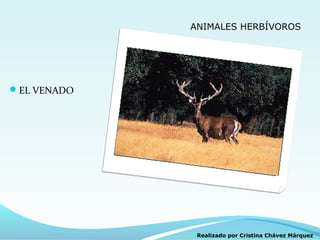 ANIMALES HERBÍVOROS




EL VENADO




              Realizado por Cristina Chávez Márquez
 