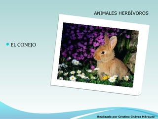 ANIMALES HERBÍVOROS




EL CONEJO




              Realizado por Cristina Chávez Márquez
 