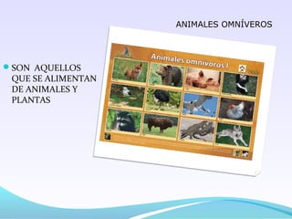 ANIMALES OMNÍVEROS




SON AQUELLOS
 QUE SE ALIMENTAN
 DE ANIMALES Y
 PLANTAS
 
