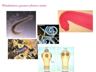 Platelmintos, gusanos planos, tenias 