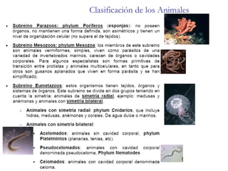 Clasificación de los Animales 