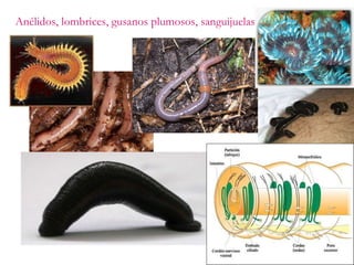 Anélidos, lombrices, gusanos plumosos, sanguijuelas 
