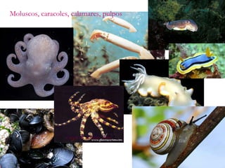 Moluscos, caracoles, calamares, pulpos 