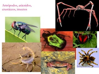 Artrópodos, arácnidos, crustáceos, insectos 
