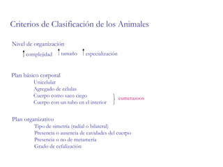 Criterios de Clasificación de los Animales Nivel de organización  complejidad tamaño especialización Plan básico corporal Unicelular Agregado de células Cuerpo como saco ciego Cuerpo con un tubo en el interior eumetazoos Plan organizativo Tipo de simetría (radial o bilateral) Presencia o ausencia de cavidades del cuerpo Presencia o no de metamería Grado de cefalización 