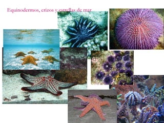 Equinodermos, erizos y estrellas de mar 