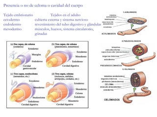 Presencia o no de celoma o cavidad del cuerpo Tejido embrionario Tejidos en el adulto ectodermo cubierta externa y sistema nervioso endodermo revestimiento del tubo digestivo y glándulas mesodermo músculos, huesos, sistema circulatorio, gónadas 