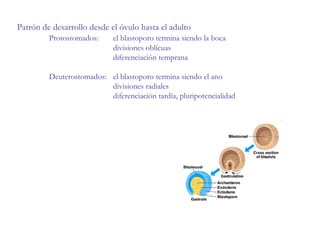 Patrón de desarrollo desde el óvulo hasta el adulto Protostomados:  el blastoporo termina siendo la boca divisiones oblícuas diferenciación temprana Deuterostomados:  el blastoporo termina siendo el ano divisiones radiales diferenciación tardía, pluripotencialidad 