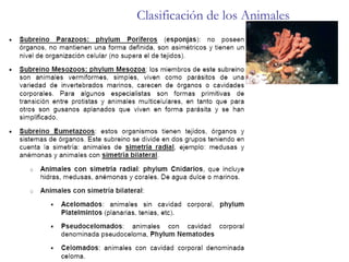 Clasificación de los Animales 