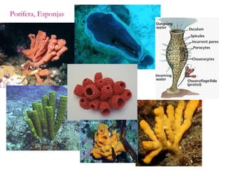 Porifera, Esponjas 