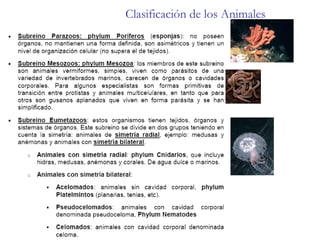 Clasificación de los Animales 
