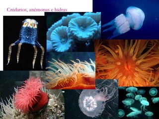 Cnidarios, anémonas e hidras 