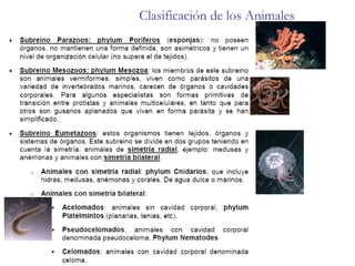Clasificación de los Animales 