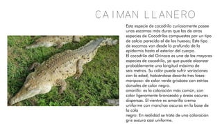 Caiman llanero
Esta especie de cocodrilo curiosamente posee
unas escamas más duras que las de otras
especies de Cocodrilos compuestas por un tipo
de calcio parecido al de los huesos; Este tipo
de escamas van desde lo profundo de la
epidermis hasta el exterior del cuerpo.
El cocodrilo del Orinoco es una de las mayores
especies de cocodrilo, ya que puede alcanzar
probablemente una longitud máxima de
seis metros. Su color puede sufrir variaciones
con la edad, habiéndose descrito tres fases:
mariposo: de color verde grisáceo con estrías
dorsales de color negro.
amarillo: es la coloración más común, con
color ligeramente bronceado y áreas oscuras
dispersas. El vientre es amarillo crema
uniforme con manchas oscuras en la base de
la cola
negro: En realidad se trata de una coloración
gris oscura casi uniforme.
 