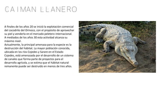 Caiman llanero
A finales de los años 20 se inició la explotación comercial
del cocodrilo del Orinoco, con el propósito de aprovechar
su piel y venderla en el mercado peletero internacional.
A mediados de los años 30 esta actividad alcanza su
máximo nivel.
Actualmente, la principal amenaza para la especie es la
destrucción del hábitat. La mayor población conocida,
ubicada en los ríos Cojedes y Sarare en el Estado
Cojedes, está amenazada por el desarrollo de un sistema
de canales que forma parte de proyectos para el
desarrollo agrícola, y se estima que el hábitat natural
remanente puede ser destruido en menos de tres años.
 
