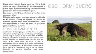 Oso HORMIGUERO
El cuerpo es robusto. Puede medir de 1,20 a 1,30
metros de largo y la cola de 75 a 85 centímetros y
puede llegar a pesar hasta 40 kg. La coloración del
pelaje varía de diferentes tonos de grises.
Las patas o miembros posteriores presentan cinco
dedos con uñas.
El hocico es largo con una boca pequeña, ubicada
en el extremo. Carece de dientes. La lengua es
cilíndrica y puede medir hasta 60 centímetros. Tiene
muy desarrollado el sentido del olfato, el que utiliza
para encontrar su alimento.
Comportamiento:
se alimentan de hormigas y de termitas. Con sus fuertes
uñas abren los hormigueros y termiteros y con la larga y
viscosa lengua, captura a los insectos. Son de hábitos
solitarios, excepto en el período de celo o cuando tiene
la cría pequeña. La hembra tiene una sola cría por
parto. A las pocas horas de nacer, la cría es
transportada sobre la espalda de la madre, agarrándose
con sus patas delanteras. Se ubica de tal manera que su
franja negra se superponga con la de su madre,
logrando un perfecto camuflaje para pasar
desapercibida.
 