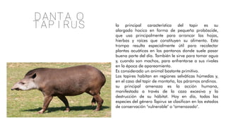 Danta o
tapirus la principal característica del tapir es su
alargado hocico en forma de pequeña probóscide,
que usa principalmente para arrancar las hojas,
hierbas y raíces que constituyen su alimento. Esta
trompa resulta especialmente útil para recolectar
plantas acuáticas en los pantanos donde suele pasar
buena parte del día. También le sirve para tomar agua
y, cuando son machos, para enfrentarse a sus rivales
en la época de apareamiento.
Es considerado un animal bastante primitivo.
Los tapires habitan en regiones selváticas húmedas y,
en el caso del tapir de montaña, los páramos andinos.
su principal amenaza es la acción humana,
manifestada a través de la caza excesiva y la
destrucción de su hábitat. Hoy en día, todas las
especies del género Tapirus se clasifican en los estados
de conservación "vulnerable" o "amenazado".
 