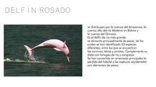 Delfin rosado
se distribuyen por la cuenca del Amazonas, la
cuenca alta del río Madeira en Bolivia y
la cuenca del Orinoco.
Es el delfín de río más grande.
se alimenta principalmente de peces, de los
cuales se han identificado 53 especies
diferentes, entre los que se encuentran
las corvinas, tetras y pirañas. Complementa su
dieta con tortugas de río y cangrejos.
Se han convertido en amenazas principales la
pérdida del hábitat y las capturas accidentales
con elementos de pesca.
 