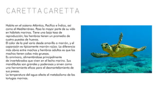 Caretta Caretta
Habita en el océano Atlántico, Pacífico e Índico, así
como el Mediterráneo. Pasa la mayor parte de su vida
en hábitats marinos. Tiene una baja tasa de
reproducción; las hembras tienen un promedio de
cuatro puestas de huevos.
El color de la piel varía desde amarillo a marrón, y el
caparazón es típicamente marrón-rojizo. La diferencia
más obvia entre machos y hembras adultos es que los
machos tienen colas más gruesas.
Es omnívoro, alimentándose principalmente
de invertebrados que viven en el lecho marino. Sus
mandíbulas son grandes y poderosas y sirven como
una herramienta eficaz para el desmantelamiento de
sus presas.
La temperatura del agua afecta el metabolismo de las
tortugas marinas.
 