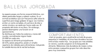 Ballena jorobada
La especie posee una forma corporal distintiva, con
aletas pectorales largas y cabeza nudosa. Es un
animal acrobático que con frecuencia salta sobre la
superficie para luego golpear el agua. Los machos
emiten un canto complejo, el cual dura de diez a
veinte minutos y se repite por horas cada vez. El
propósito del canto no es claro. Sin embargo,
parece desempeñar una función en el
apareamiento.
Se distribuye por todos los océanos y mares del
mundo; normalmente migran hasta
25 000 km cada año.
La especie se alimenta principalmente
de krill y peces pequeños; posee un amplio
repertorio de métodos para alimentarse, incluyendo
la notable técnica de la red de burbujas.
Comportamiento:
viven en grupos, pero usualmente se trata de grupos
pequeños e inestables; el único lazo duradero ocurren
entre el dúo madre-hijo. Los grupos son más estables
en verano, cuando cooperan en la búsqueda de
alimento. Relaciones más duraderas de meses o años
entre parejas o pequeños grupos han sido descritas
pero muy raramente.
 