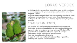 Loras verdes
se distribuye de forma natural por Sudamérica, y que ha sido introducida
en numerosos países. Es apreciada como mascota también como otro
amigo del hombre.
u plumaje es de un verde brillante, con las alas verdes azuladas; la frente,
mejillas, garganta, pecho y vientre son grises claros. Su cola es larga y
puntiaguda, de color verde, como el dorso; el pico es ocre y las patas son
grisáceas.
Comportamiento:
Son animales muy inteligentes y de una adaptabilidad muy flexible.
Desarrollan su vida en grupos sociales de gran complejidad llegando
a construir nidos comunales en la mayor altura posible disponible,
generalmente en los árboles. Es la única especie de Loro que
construye sus propias nidificaciones utilizando ramas.
Posee una gran adaptación alimentaria.
Es capaz de emitir una amplia variedad de chillidos y graznidos,
también puede vocalizar o imitar palabras.
 
