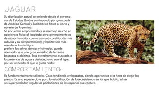 jaguar
Su distribución actual se extiende desde el extremo
sur de Estados Unidos continuando por gran parte
de América Central y Sudamérica hasta el norte y
noreste de Argentina.
Se encuentra emparentado y se asemeja mucho en
apariencia física al leopardo pero generalmente es
de mayor tamaño, cuenta con una constitución más
robusta y su comportamiento y hábitat son más
acordes a los del tigre.
prefiere las selvas densas y húmedas, puede
acomodarse a una gran variedad de terrenos
boscosos o abiertos. Está estrechamente asociado a
la presencia de agua y destaca, junto con el tigre,
por ser un félido al que le gusta nadar.
Comportamiento:
Es fundamentalmente solitario. Caza tendiendo emboscadas, siendo oportunista a la hora de elegir las
presas. Es una especie clave para la estabilización de los ecosistemas en los que habita; al ser
un superpredador, regula las poblaciones de las especies que captura.
 