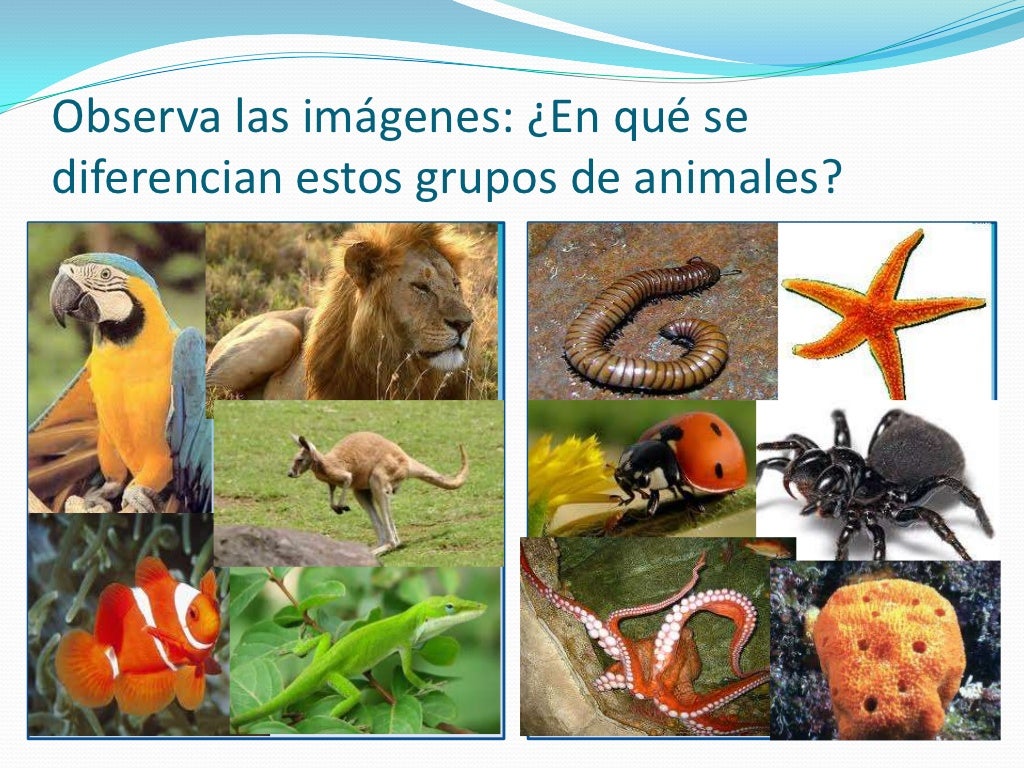 Animales con hueso y animales sin huesos Animales con hueso y animales sin huesos